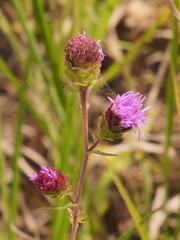 Liatris scariosa