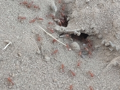 Pogonomyrmex maricopa