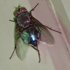 Calliphoridae