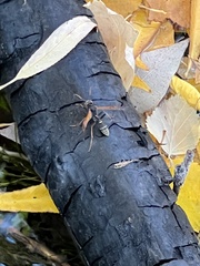 Mischocyttarus flavitarsis