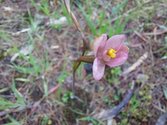 Thelymitra rubra