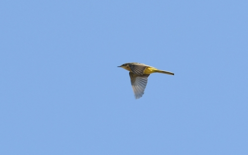 Motacilla flava