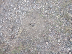 Novomessor albisetosus