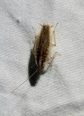 Blattella vaga