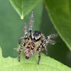 Carrhotus xanthogramma