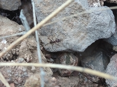 Novomessor albisetosus