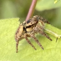 Carrhotus xanthogramma