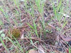 Thelymitra rubra