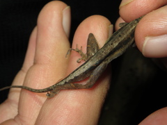 Anolis cupreus