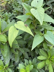 Carrhotus xanthogramma