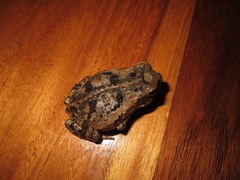 Rhinella horribilis