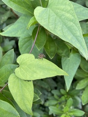 Carrhotus xanthogramma