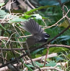 Rhipidura albogularis