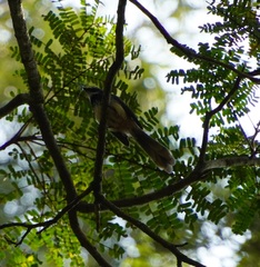 Rhipidura albogularis