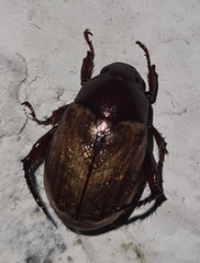 Anomala flavipennis