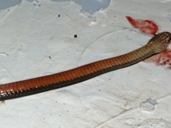 Coniophanes imperialis
