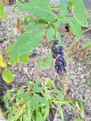 Phytolacca