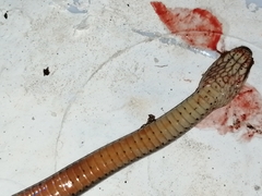 Coniophanes imperialis