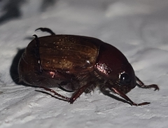 Anomala flavipennis