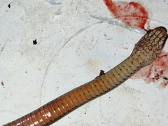 Coniophanes imperialis