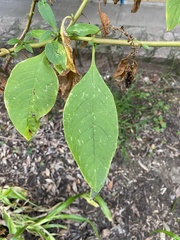 Phytolacca
