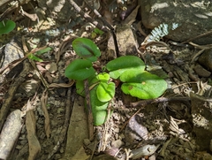 Mickelopteris cordata