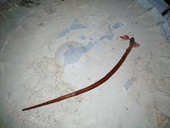 Coniophanes imperialis