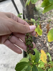 Phytolacca