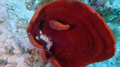 Cribrochalina vasculum