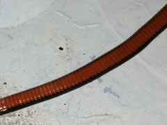 Coniophanes imperialis