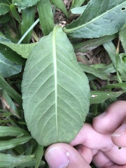 Pseudelephantopus spicatus