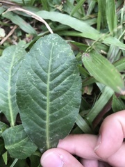 Pseudelephantopus spicatus