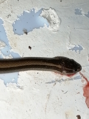 Coniophanes imperialis