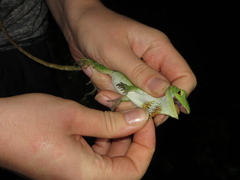 Anolis biporcatus