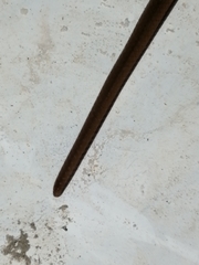 Coniophanes imperialis