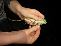 Anolis biporcatus