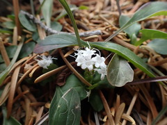 Valeriana acutiloba