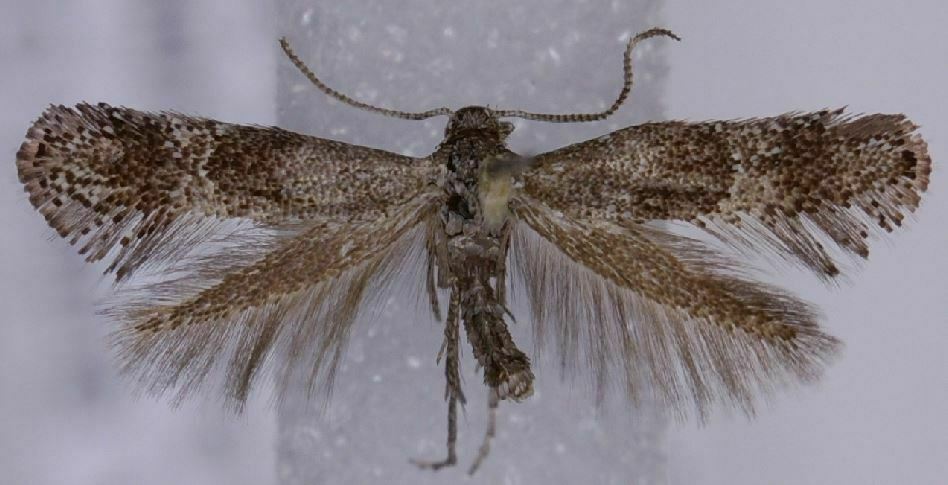 Tinagma obscurofasciella
