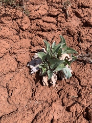Enceliopsis nudicaulis