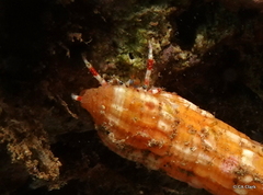 Calcinus laurentae