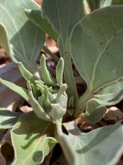 Enceliopsis nudicaulis