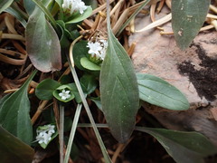 Valeriana acutiloba