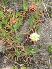 Carpobrotus edulis