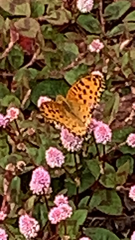 Argynnis hyperbius hyperbius