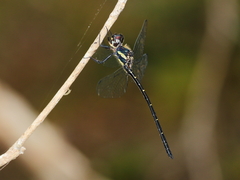 Eusynthemis nigra