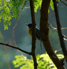 Cyornis tickelliae