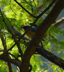 Cyornis tickelliae
