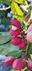Paullinia pinnata