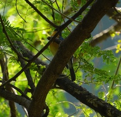 Cyornis tickelliae