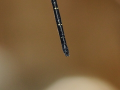 Eusynthemis nigra